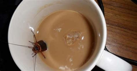 Cockroach milk: The protein drink you didn’t know you’ve been missing