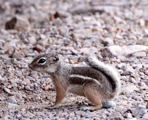 The News For Squirrels: Squirrel Facts: The Texas Antelope Squirrel