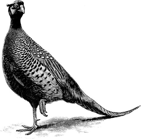 Pheasant | Pheasant, Scratchboard illustration, Animal coloring pages