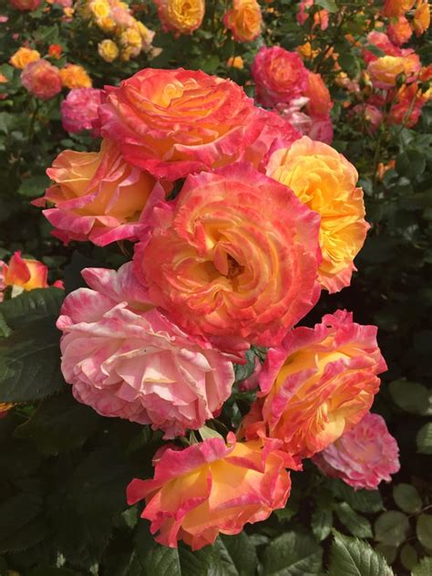 Sunset coloured roses! : r/gardening