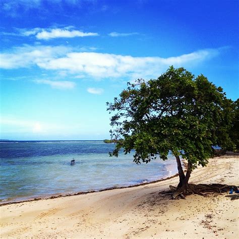 puno sa tabing dagat #nature #palawan | puno sa tabing dagat… | Flickr