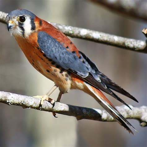 Falcon Images: Kestrel Falcon Bird House