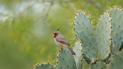 Backyard Bird – Bing Wallpaper Download