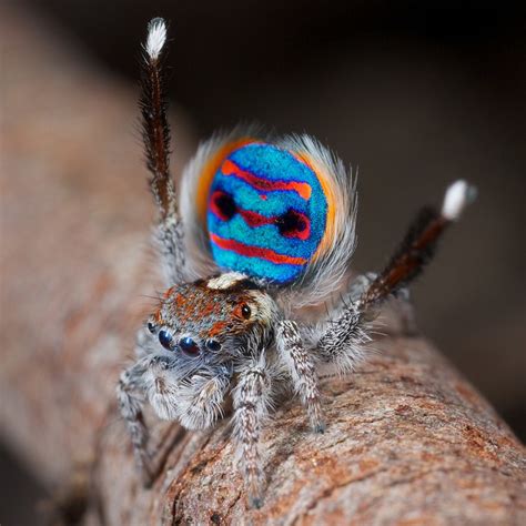 _X8A1660 peacock spider Maratus speciosus - a photo on Flickriver