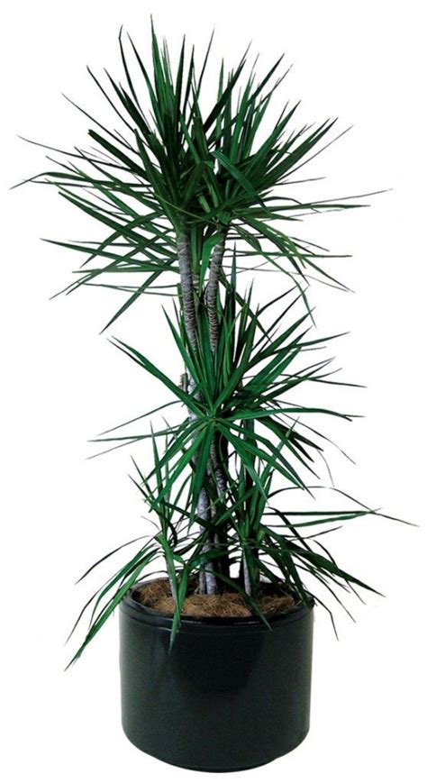 Sturdy houseplants – popular, easy care potted plants | Interior Design Ideas | AVSO.ORG