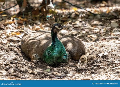 Peahen with chick in nest stock photo. Image of chick - 150079984