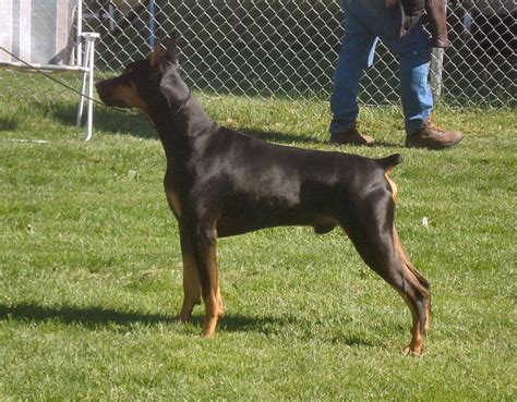 How can i get a Doberman with legally docked tail and cropped ears?