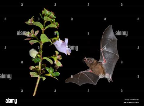 Orange Nectar Bat - Lonchophylla robusta, new world leaf-nosed bat ...