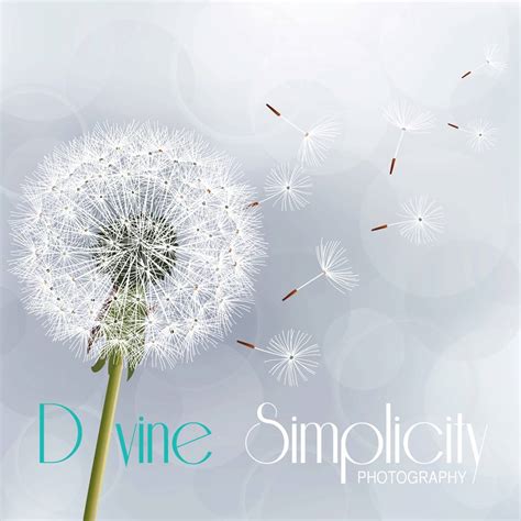 Divine Simplicity Photography