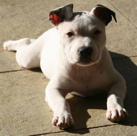 White English Staffy Puppy Staffy Bull Terrier, Staffordshire Bull Terrier Puppies, Staffy Dog ...