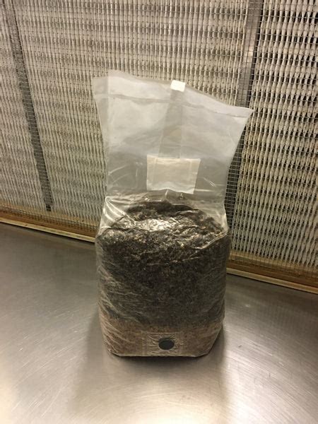 All in One 5 Pound Spawn Bag, Rye & Compost Mushroom Grow Kit – MycoHaus