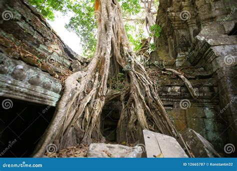 Jungle at Temple of Angkor Wat in Cambodia Stock Image - Image of monument, buddhism: 12665787