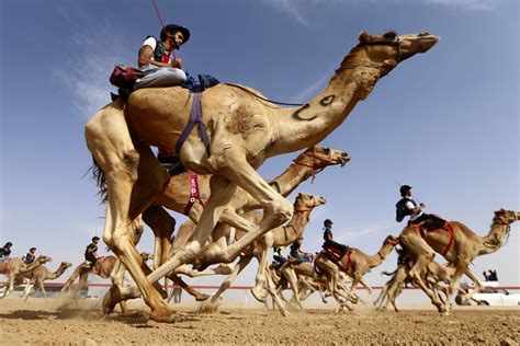 Camel Racing Experience - Target Travel Qatar