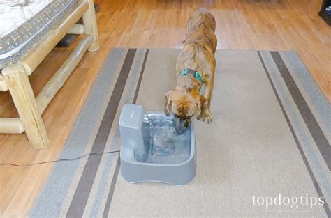 Review: PetSafe Drinkwell Fountain for Dogs – Top Dog Tips