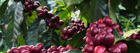 Volcanica Coffee - Fresh Roasted Specialty Coffee