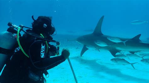 How to watch Shark Fest 2023: National Geographic's…