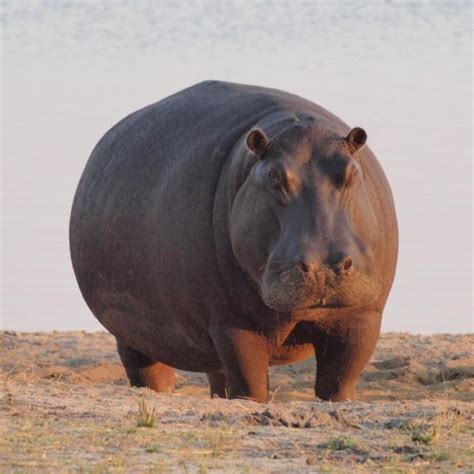 Why Are Hippos Dangerous? Hippopotamus Attacks