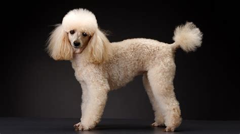 French Poodle