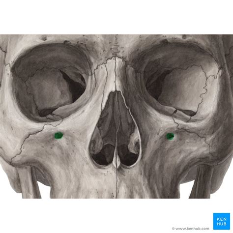 Infraorbital Nerve Function