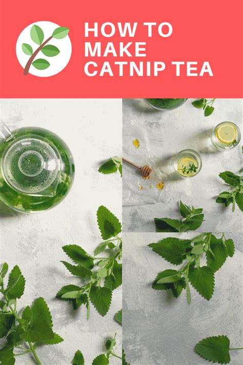 Catnip Tea | Recipe | Herbal tea garden, Medicinal tea, Lemon tea benefits