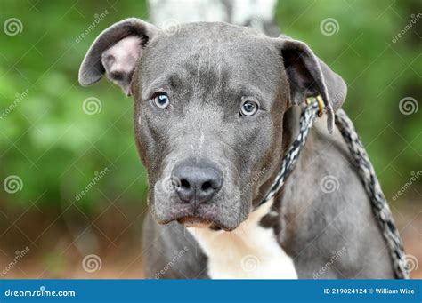 Blue Pitbull Lab Mix