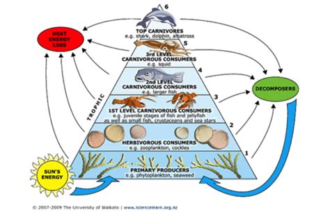 Energy and Food Webs | Ocean Tracks