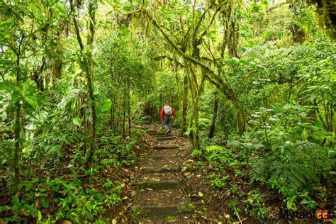 Santa Elena Cloud Forest Reserve: The Cloud Forest Guide