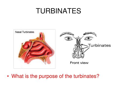 PPT - NOSTRIL PowerPoint Presentation, free download - ID:1444956