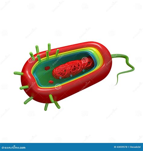 Cholera Bacteria Diagram