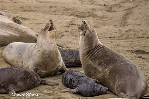 Wanderlust Travel & Photos - Ultimate Guide to Viewing Northern Elephant Seals in California