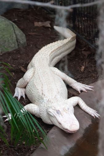 Buaya Albino Foto Stok - Unduh Gambar Sekarang - iStock