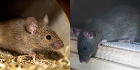 The Difference Between a Mouse And Rat in WI