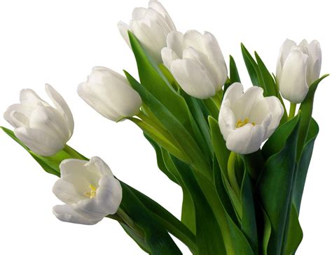 Fondos de pantalla : Tulipanes, Flores, cama de flores, flor, Fondo ...