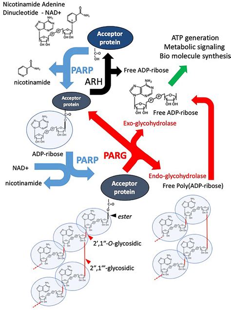 Frontiers | Poly(ADP-Ribose) Glycohydrolase (PARG) vs. Poly(ADP-Ribose) Polymerase (PARP ...