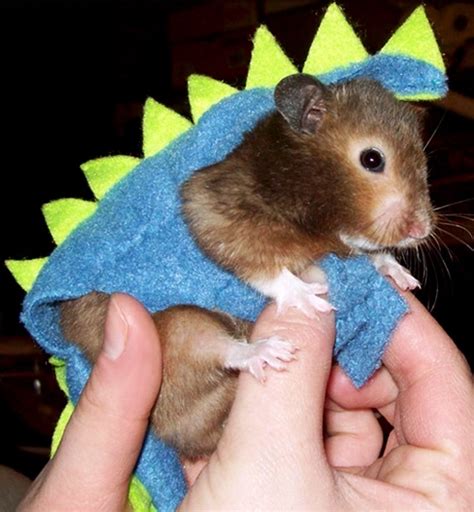 25 best RAT COSTUMES images on Pinterest