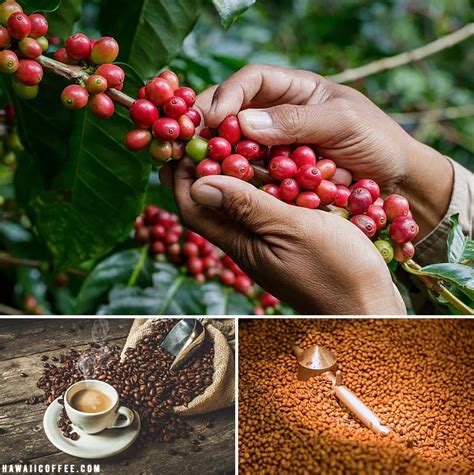 Who are Hawaii's Coffee Superstars? - Hawaii Coffee Farms