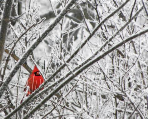 Cardinal winter cardinal cardinal photography winter