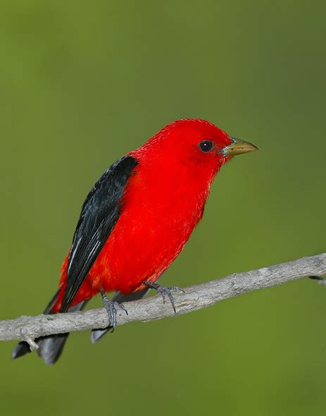 Scarlet Tanager