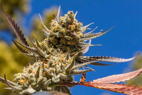 The best new marijuana strains to grow in 2021 – MJ PurePlay Index