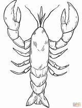 Lobster coloring Page  Free Printable Coloring Pages sketch template