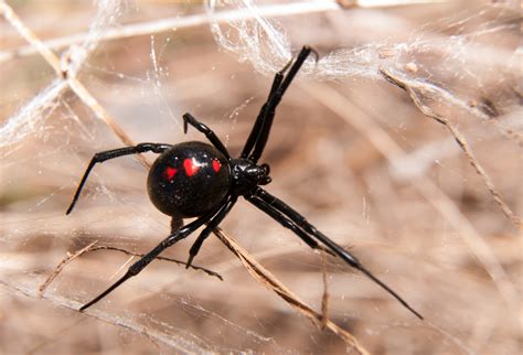 How do black widow spiders spin such strong silk? - Earth.com