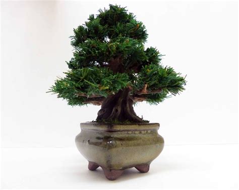 Artificial Bonsai, Miniature Bonsai, Bonsai Tree, Bonsai - Etsy