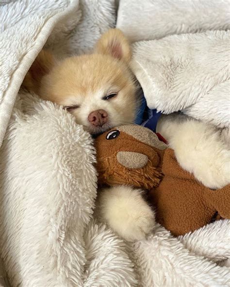 Sleeping Pomeranian | Cute animals, Cute puppies, Big dogs