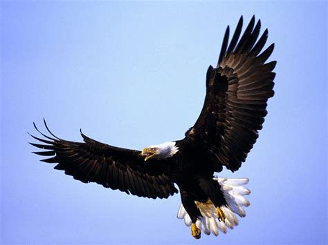 Bald Eagle Informations Pictures