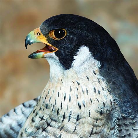 Peregrine Falcon Head