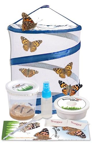 Caterpillar to Butterfly Kit: Shipped with Live Caterpillars - Nature ...