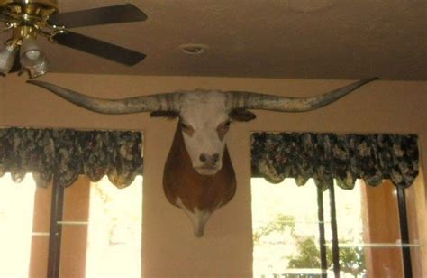 Texas Longhorn Shoulder / Head Mount - taxidermy | HornsCurious | Longhorn, Longhorn steer ...