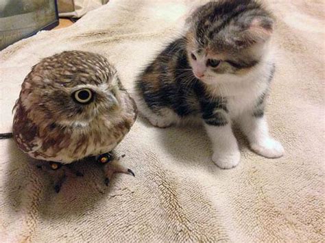 CatsAndOwlsPerDay.com ~ Cat and Owl Friends ~ DogPerDay ~ Cute puppy ...