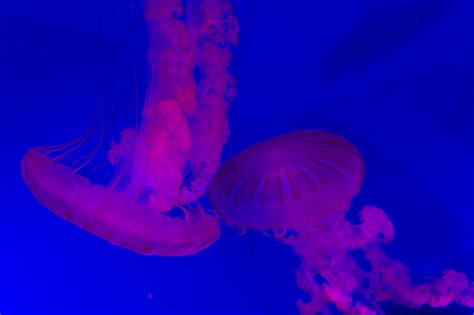 Wallpaper : seanettle, jellyfish, flow, glow, tank, display, livingplanetaquarium, acquarium ...