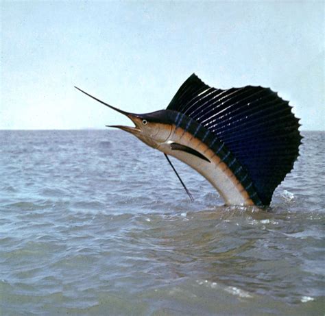 Sailfish | Marine Predator, Speed Swimmer, Billfish | Britannica